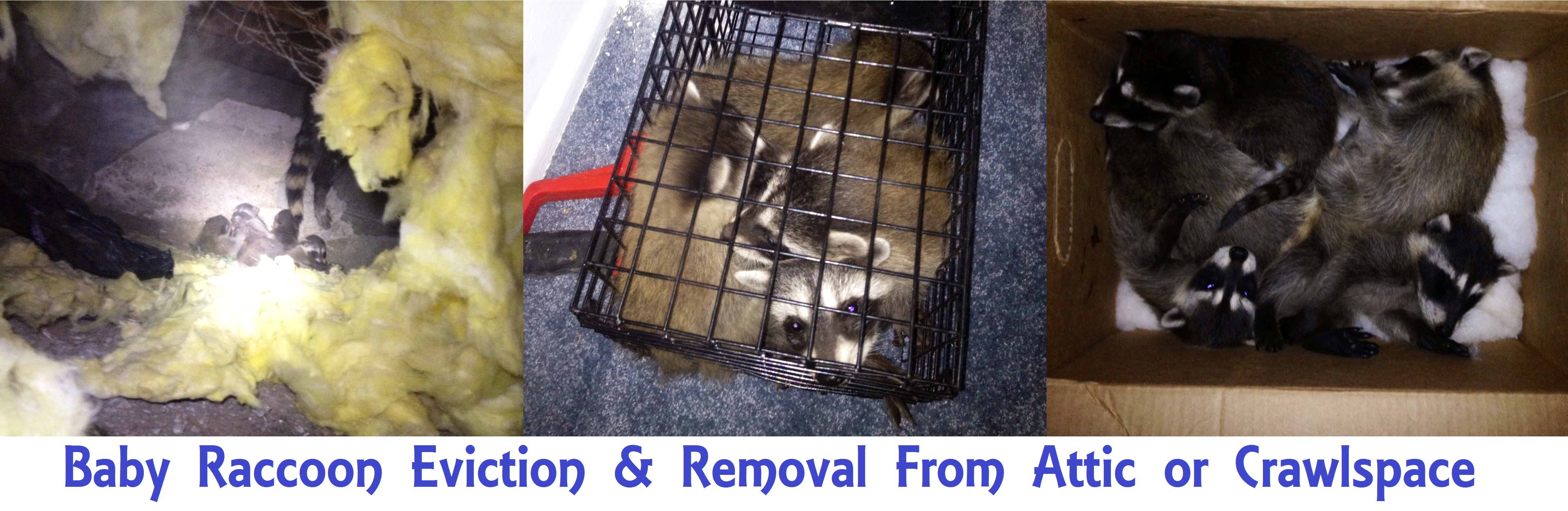 Raccoon Removal Get Rid Of Raccoons In Your Attic Crawlspace Or