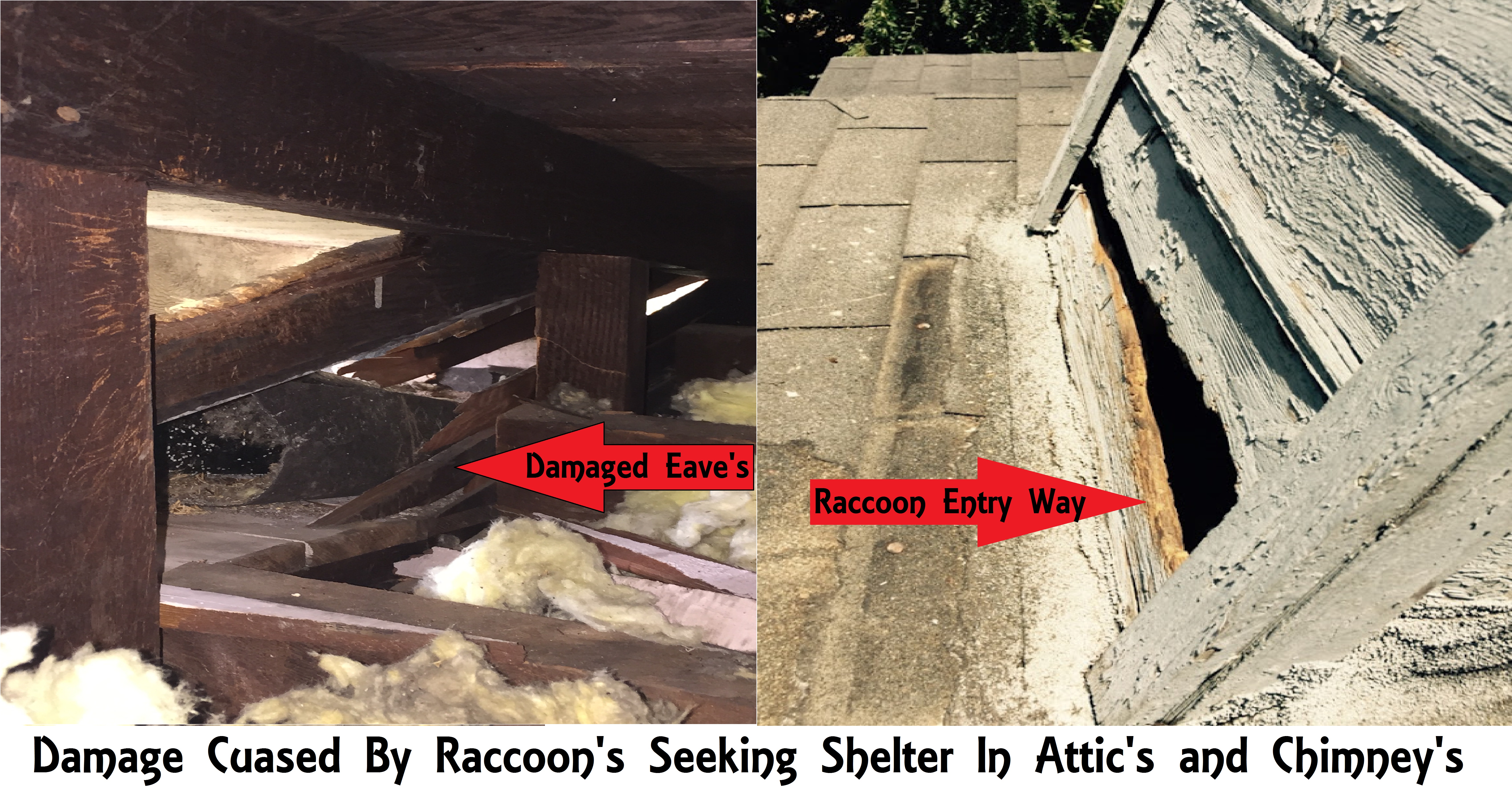 Raccoon Removal Get Rid Of Raccoons In Your Attic Crawlspace Or