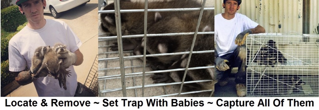 How to get rid of raccoons in the attic 