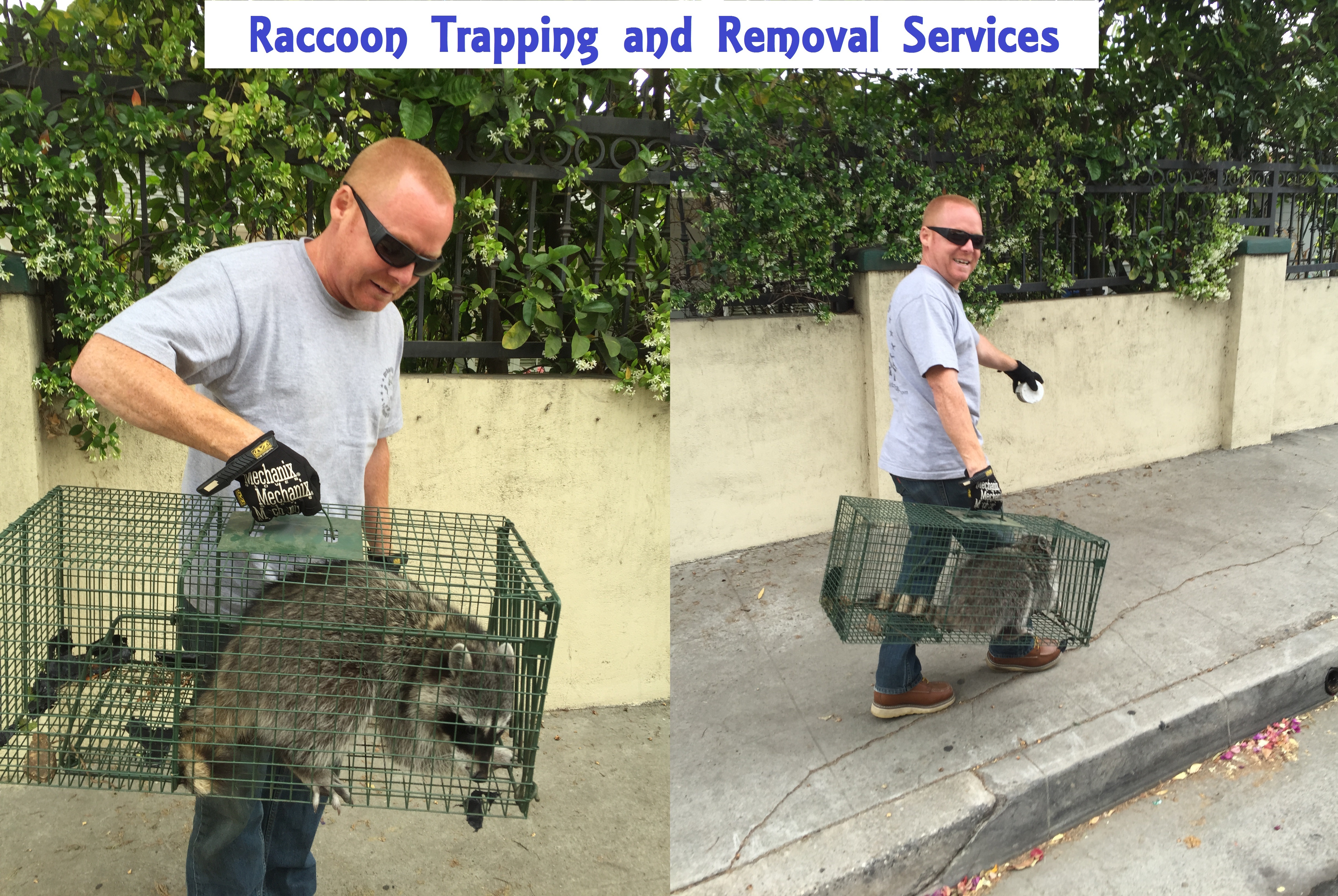 Matt H. Raccoon Trapping and Removal Services